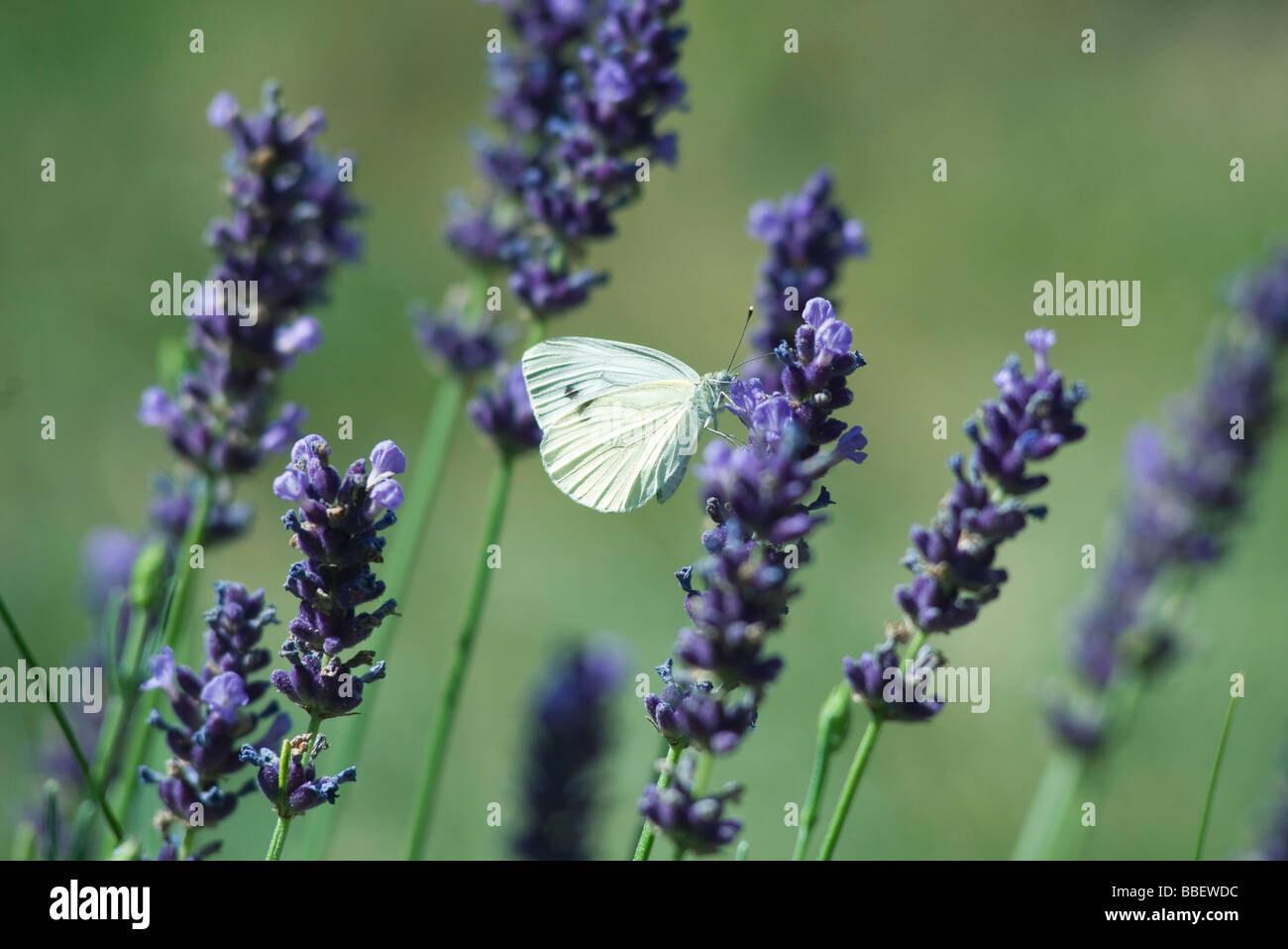 Kleiner Schmetterling auf Lavendelblüten Stockfoto