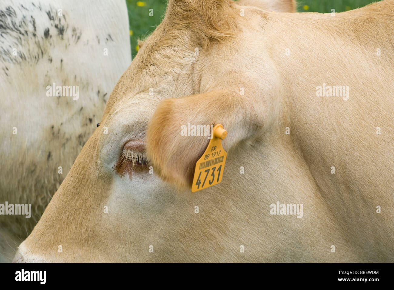 Kuh mit Ohrmarke, extreme Nahaufnahme Stockfoto