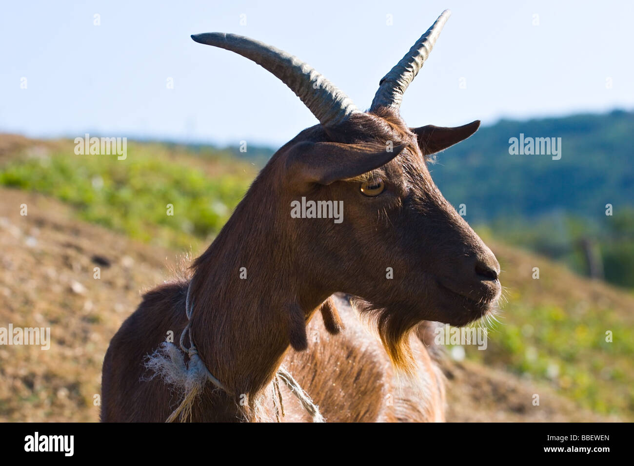 Porträt einer braunen Ziege auf grüner Wiese in Bergen Stockfoto