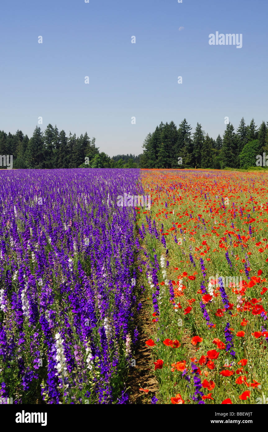 Ein buntes Feld von roten Mohnblumen und lila Salvia (Salbei) Stockfoto