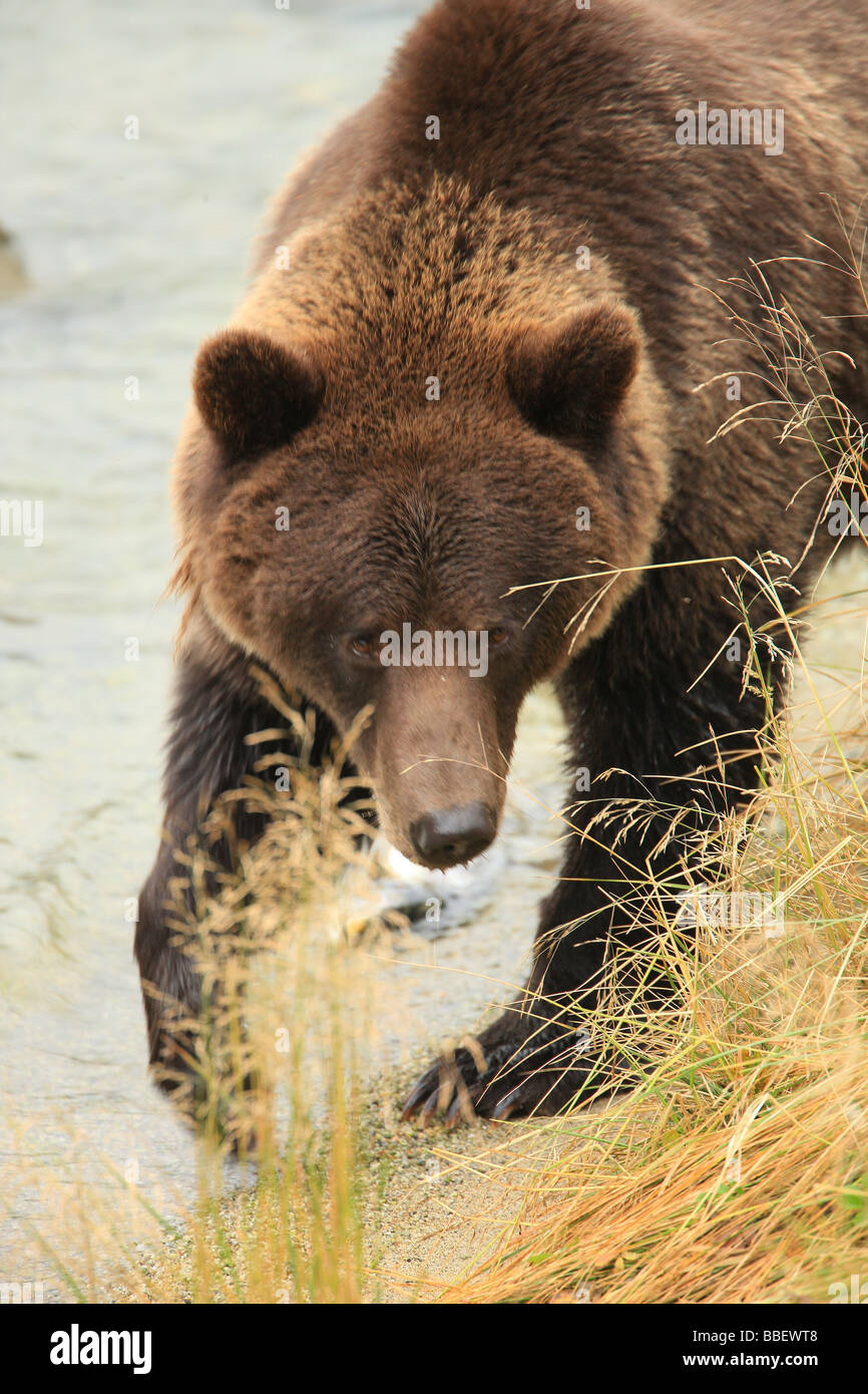 Grizzly Bear Angeln und Wandern auf Uferlinie, Haines, Alaska Stockfoto
