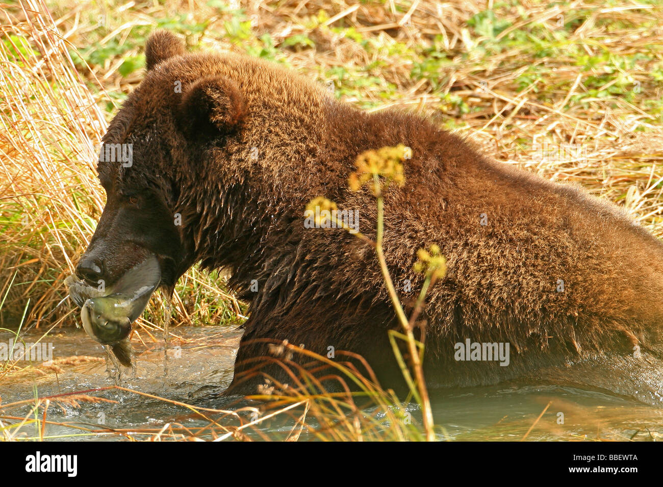 Grizzly Bär mit Lachs im Maul, Haines, Alaska Stockfoto