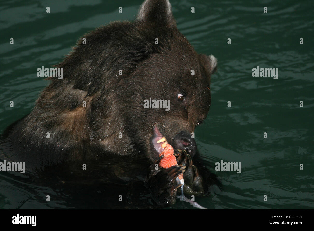 Grizzly Bären essen Fisch in Chilkoot River, Haines, Alaska Stockfoto