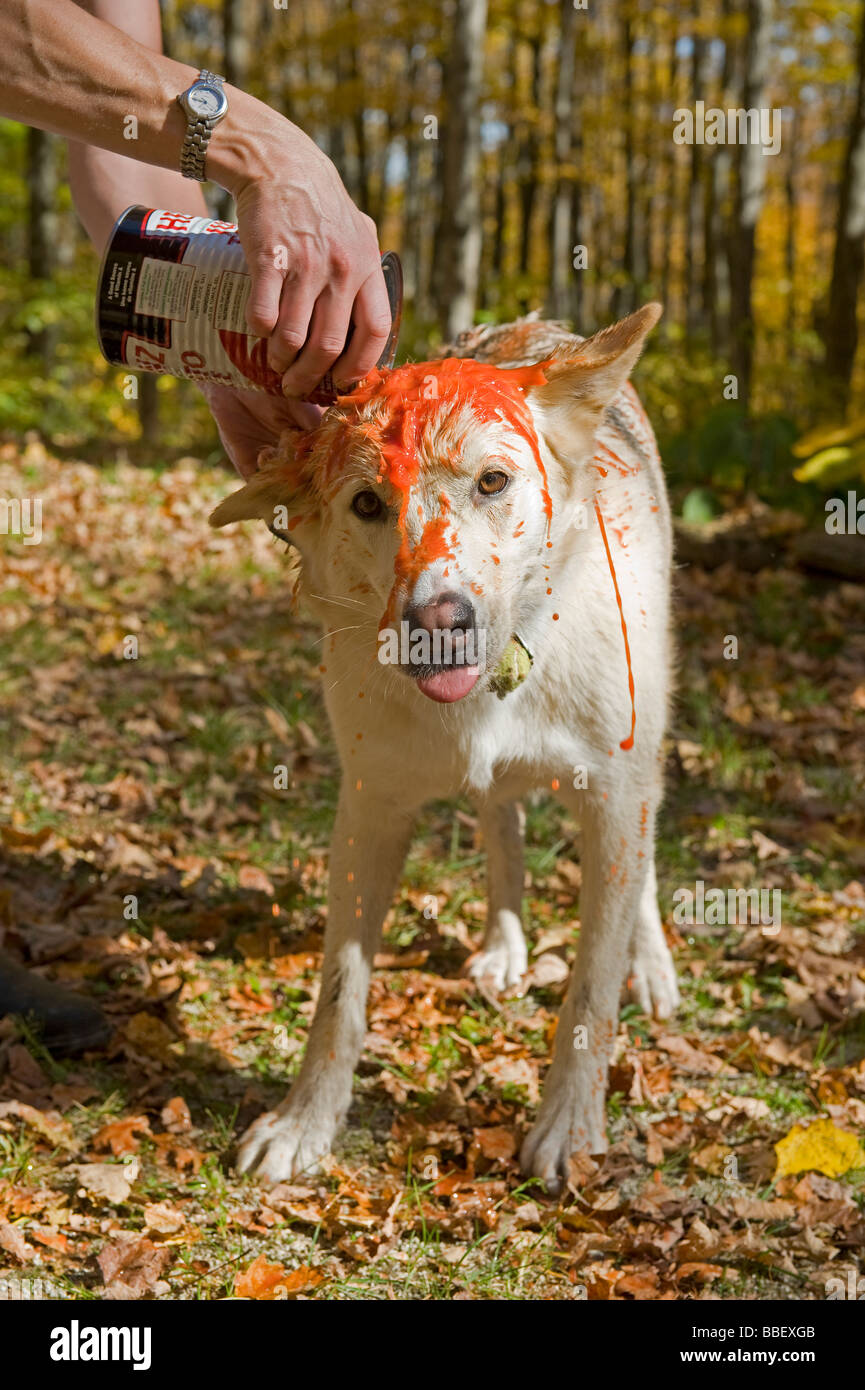 Hund mit Tomatensaft nach durch ein Stinktier gesprüht gespült Stockfoto