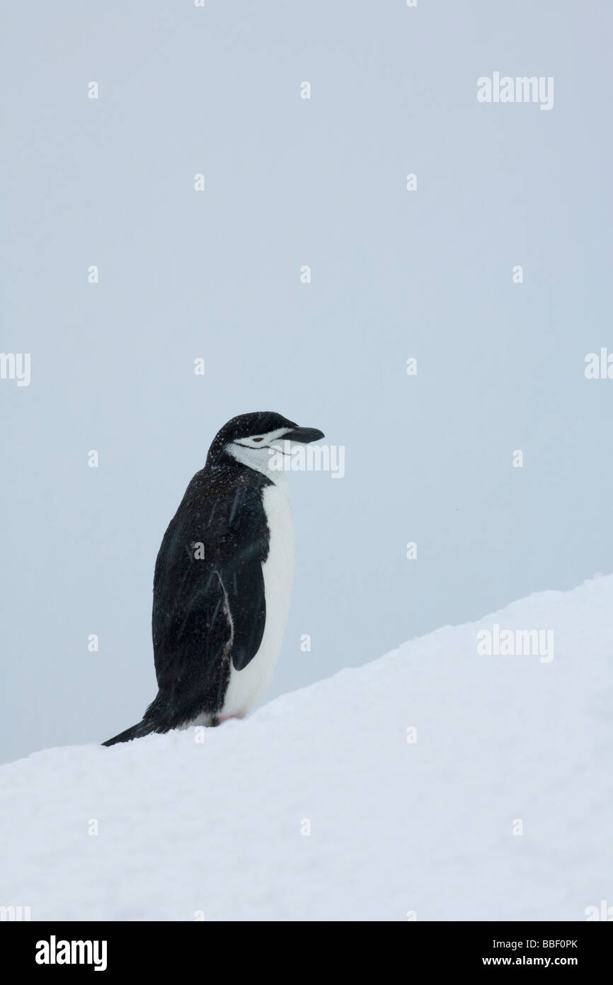 Kinnriemen Pinguin Pygoscelis Antarctica im Schnee auf Half Moon Insel Süd-Shetland-Inseln der Antarktis Stockfoto