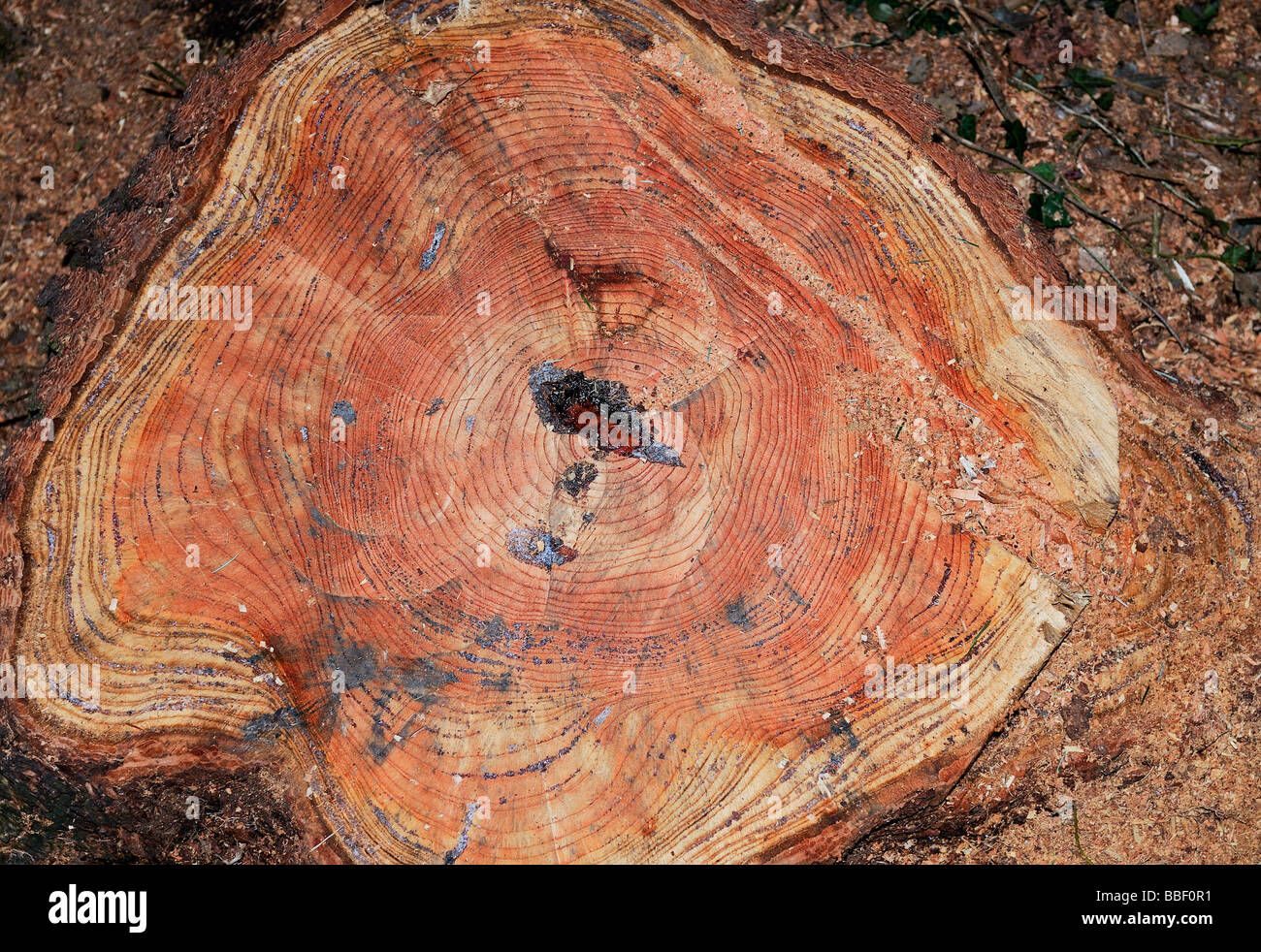 Der Stumpf eines neu gefällten Baumes klar hervorgeht, Jahresringe und sickert Sap Stockfoto