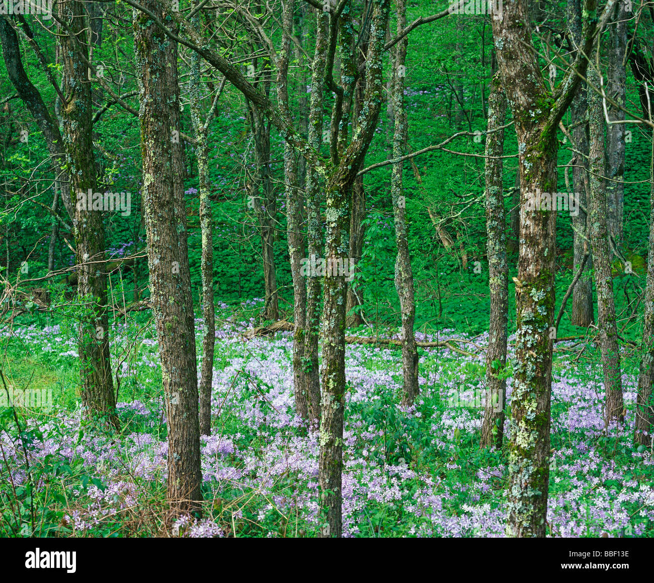 Frühling Wildblumen blühen in den Wäldern des Great Smoky Mountains Nationalpark Tennessee Stockfoto