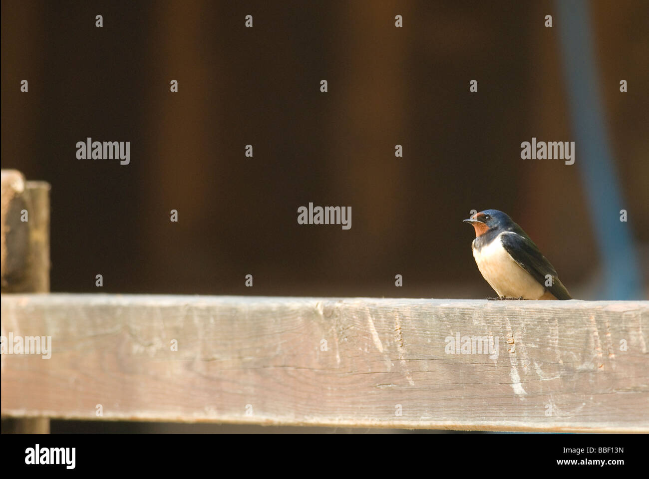 Schlucken Stockfoto