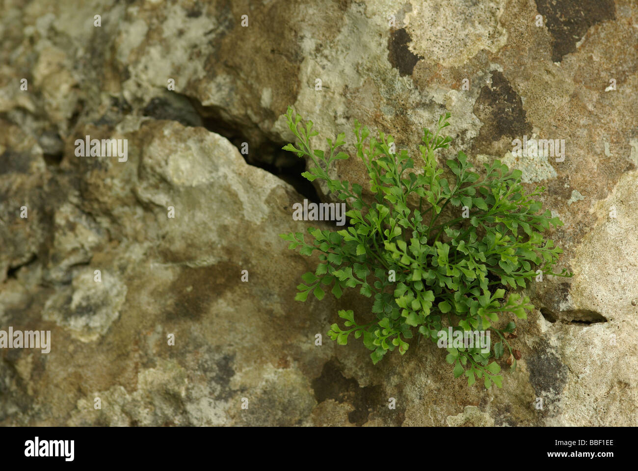 Wand-Rue - Asplenium Ruta muraria Stockfoto