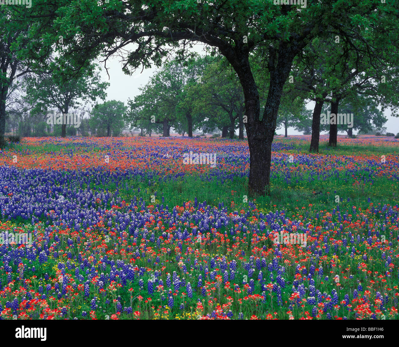 Wildblumen bedecken die Texas-Landschaft voller Texas Bluebonnets und Indian Paintbrush im Hügelland Texas Stockfoto