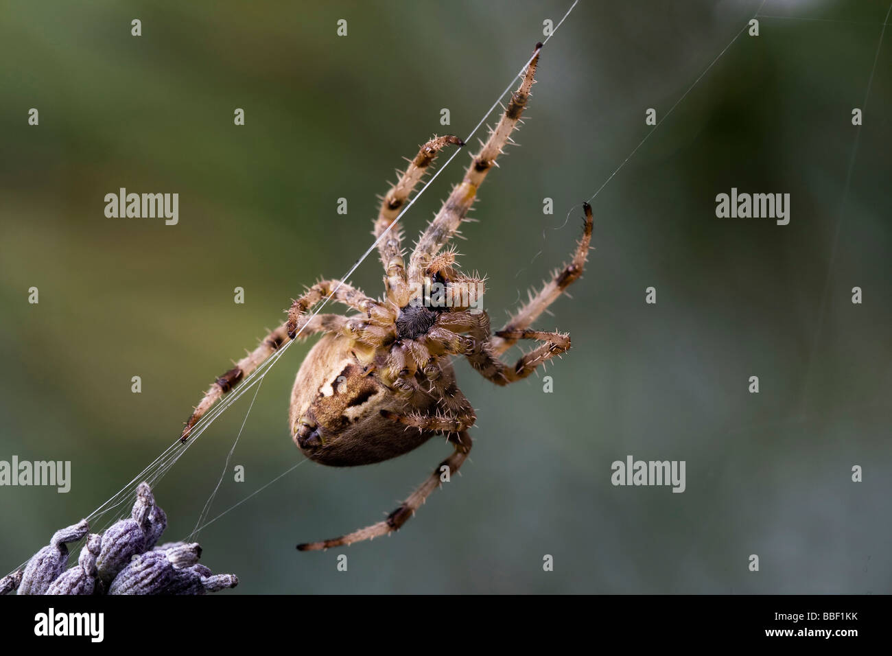 Kreuzspinne Stockfoto