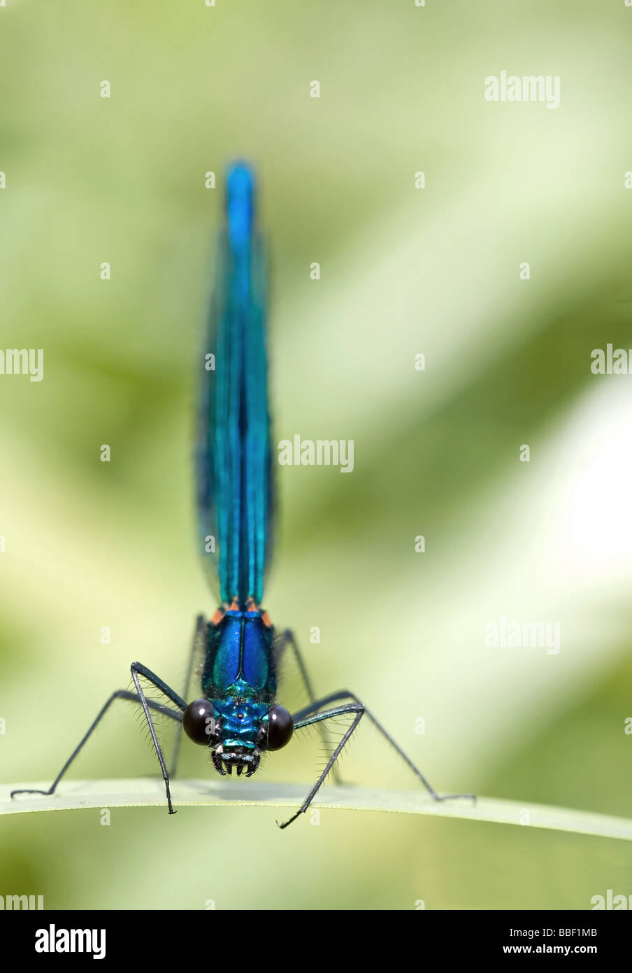 Gebänderten damselfly Stockfoto