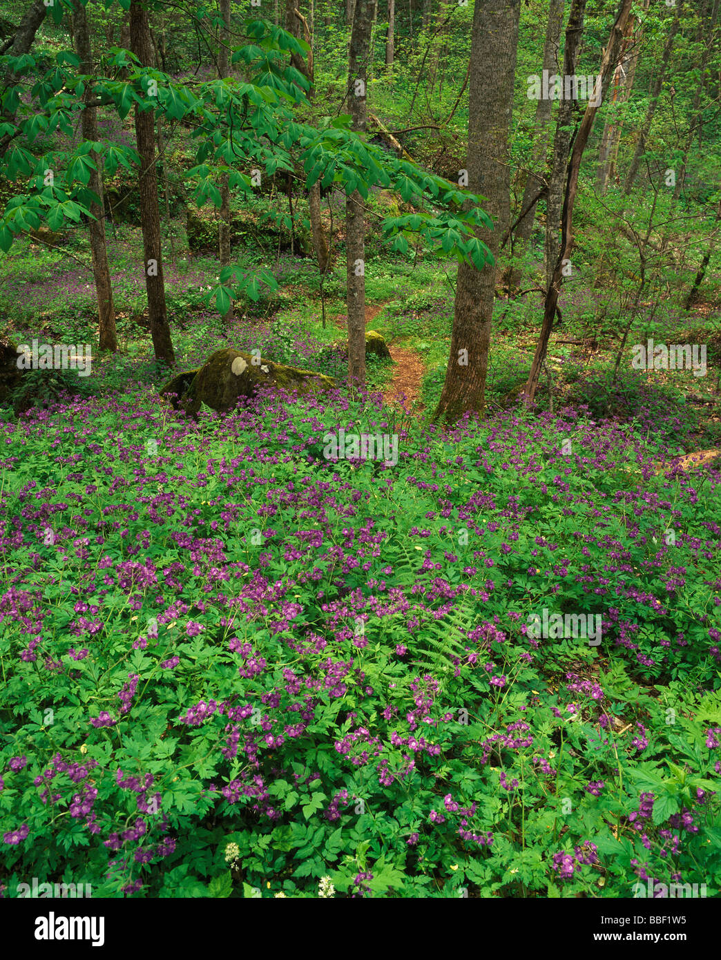Wildblumen in Kentucky Wald bei Natural Bridge State Park Kentucky Stockfoto