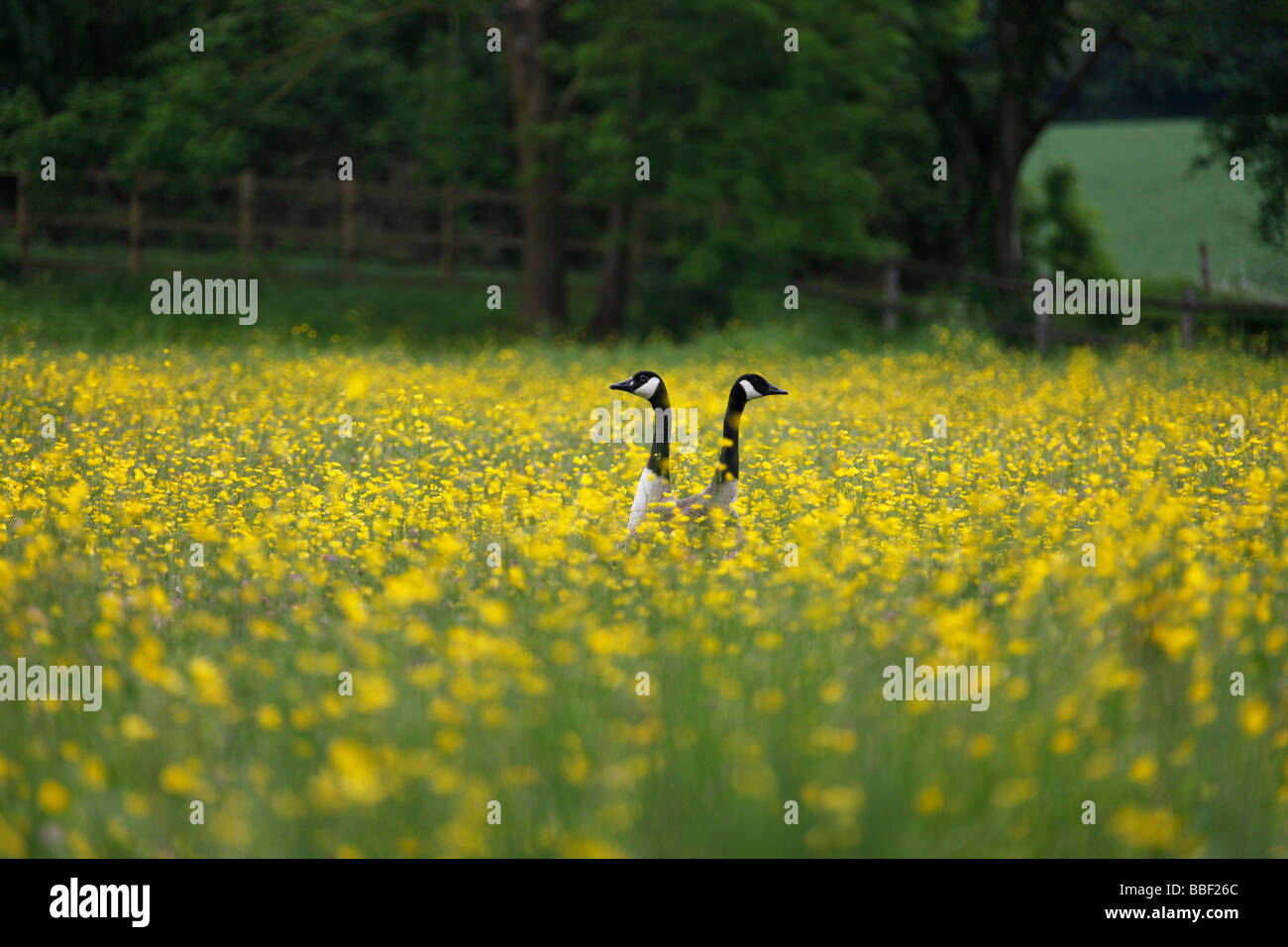 Gänse in einem Feld von gelben Blüten, französische Landschaft, Fontainebleau Stockfoto