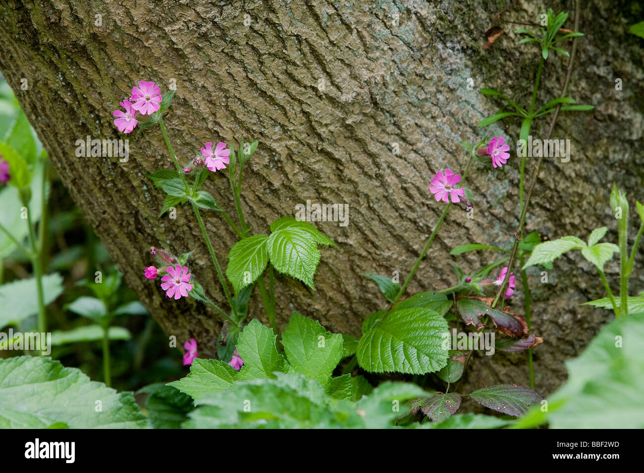 Red Campion Pflanzen gegen eine Eiche Baumstamm im Wald Stockfoto