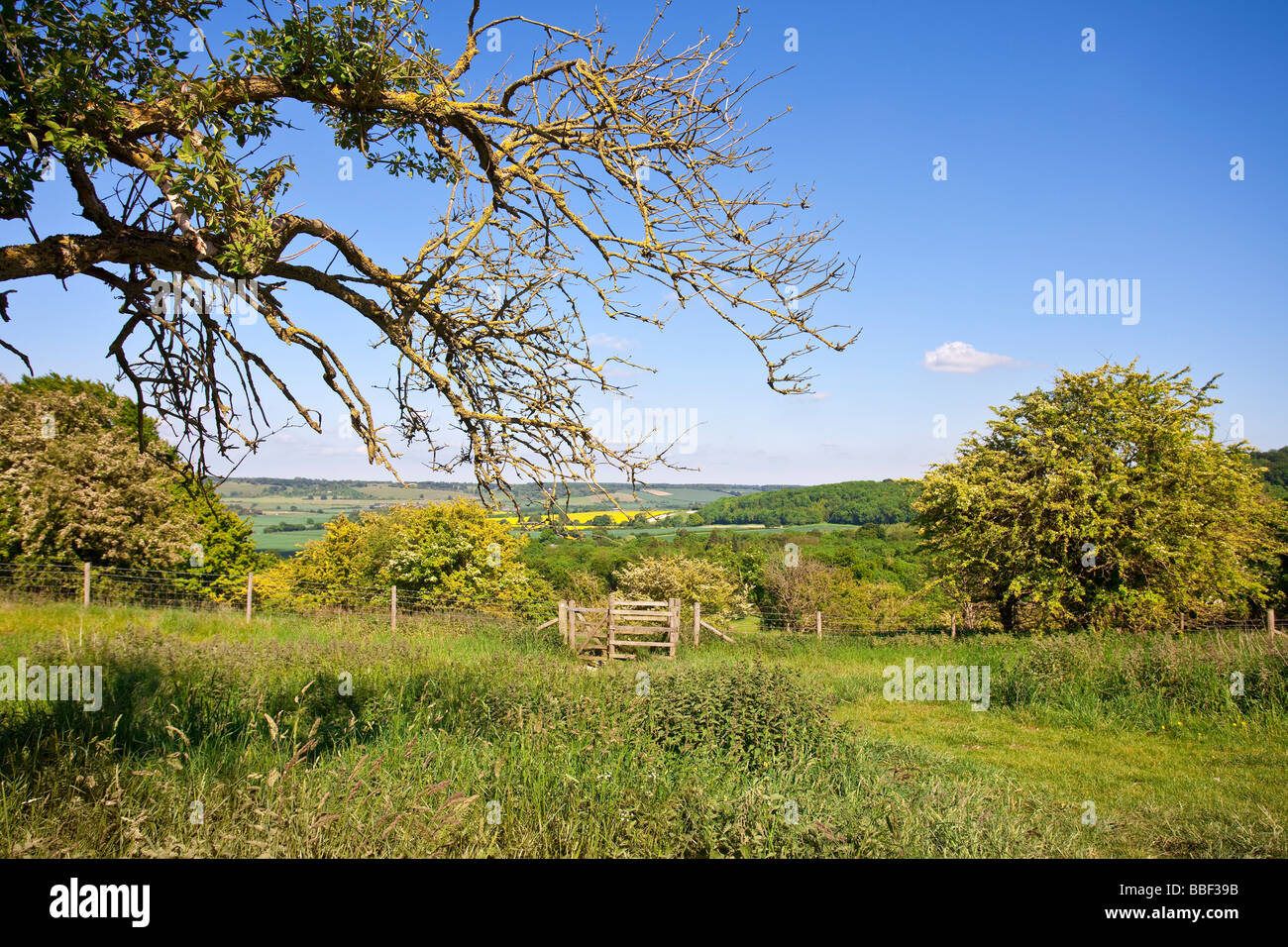 Ivinghoe Ashridge Estate, Flechten, verkrustete Äste, helle Sonne Stockfoto