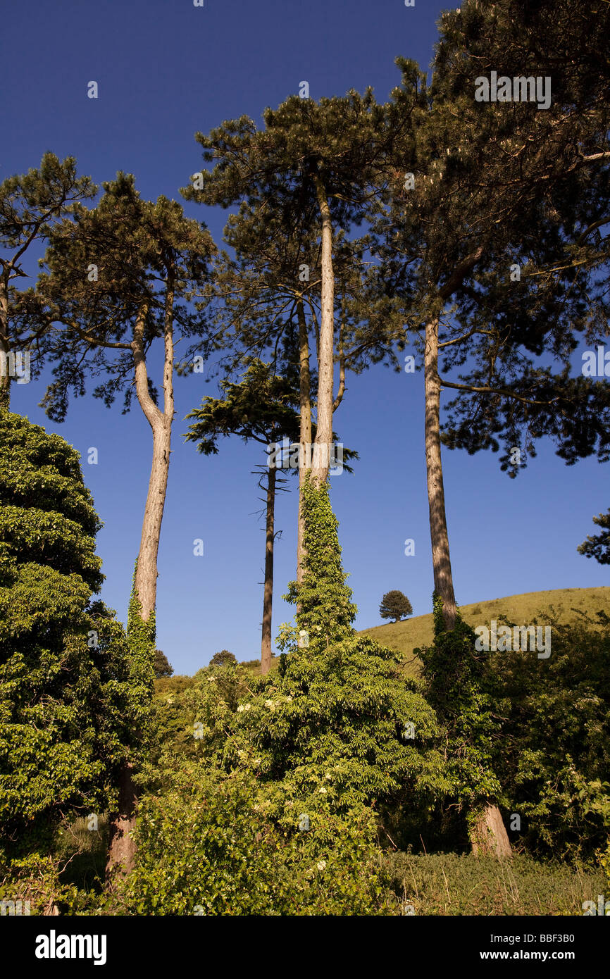 Reife Scotts Kiefer Bäume Ivinghoe Bedfordshire UK hellen Sonne Stockfoto