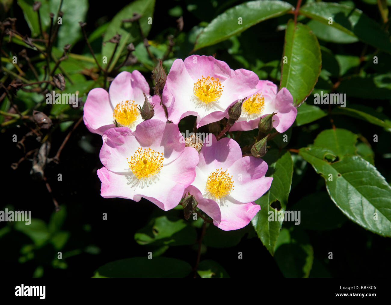 Rosa Heckenrosen in Blüte Stockfoto