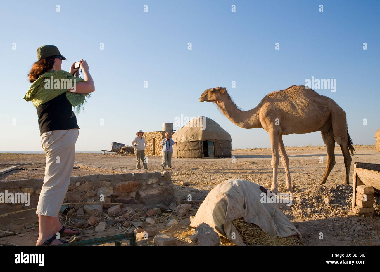 Kamele bei der Jurte Siedlung am Ayaz Qala in Usbekistan Stockfoto