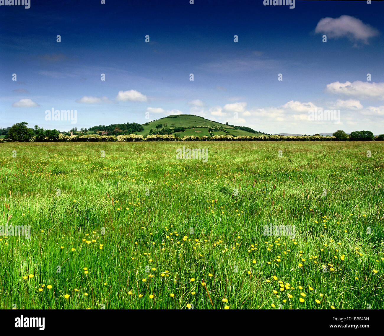 Das Brent Knoll Camp ist eine eisenzeitliche Hügelburg in Brent Knoll, drei Kilometer von Burnham-on-Sea entfernt, Somerset England, Vereinigtes Königreich HOMER SYKES. Stockfoto