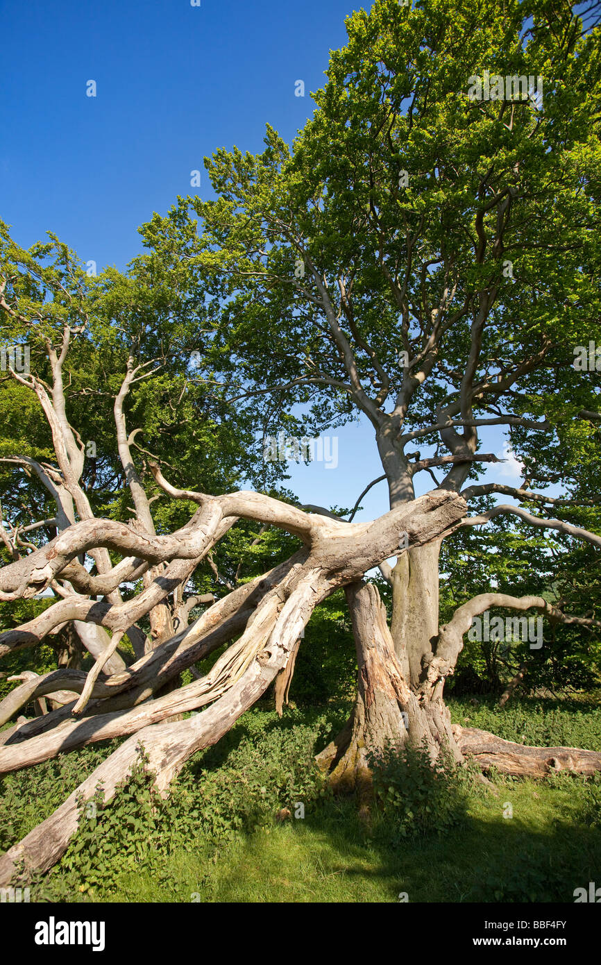Ausgetrocknete Sonnengebleicht tot alten Baum am Rande eines Waldes Stockfoto
