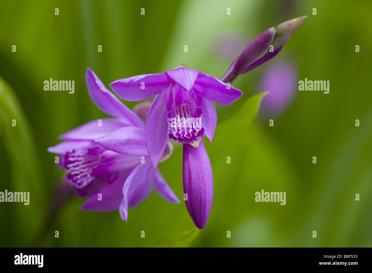 Chinesische Hyazinthe Orchidee (Bletilla Striata) Stockfoto