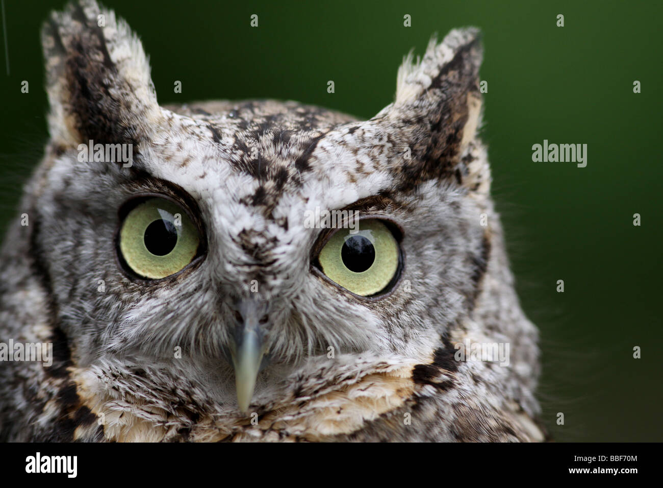 Screech Eule Vogel Raubtier Gesicht Nahaufnahme Auge Augen Gesicht Stockfoto