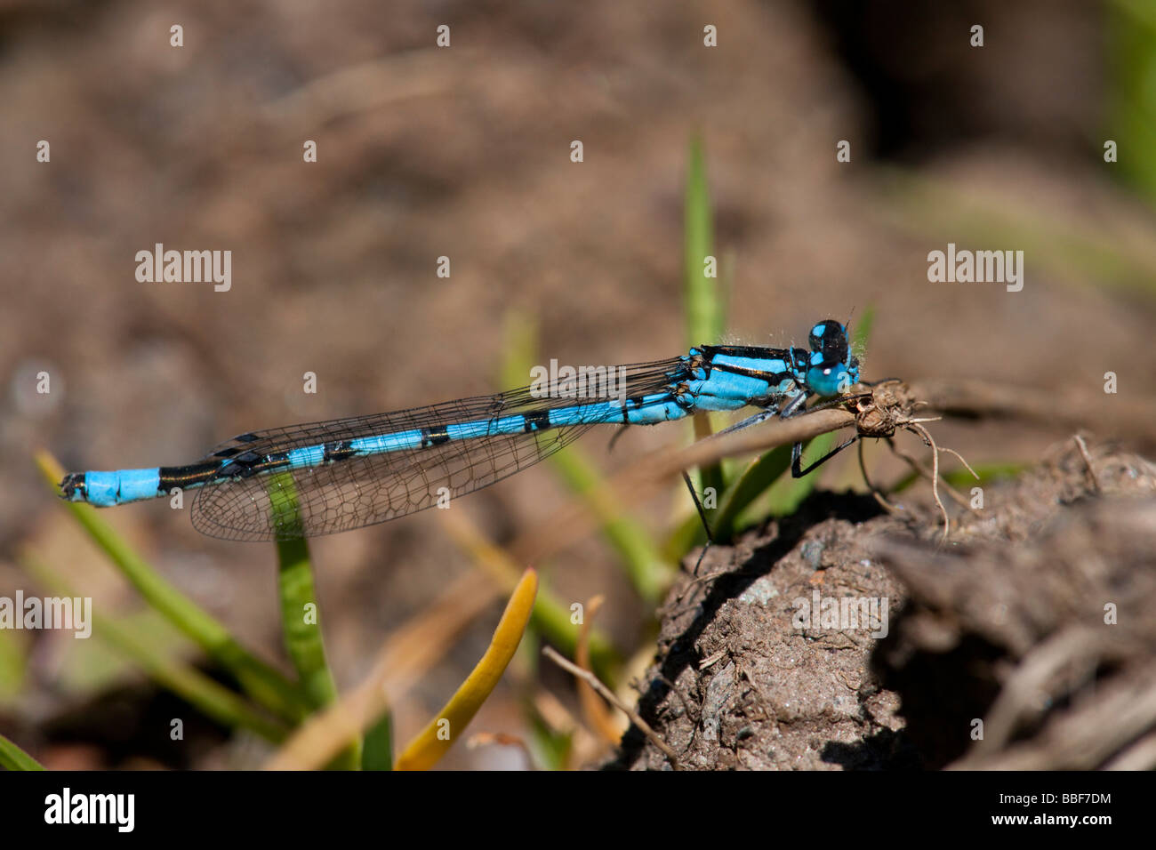 Gemeinsamen Blue Damselfly, Enallagma Cyathigerum, auf dem Boden Stockfoto