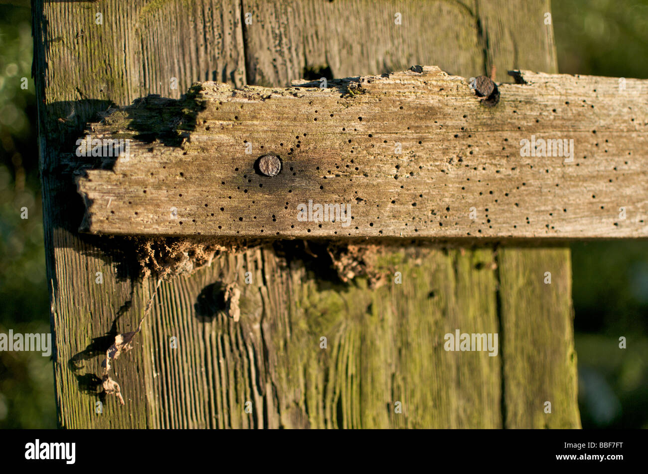 Eine alte Holzzaun Post gespickt mit Holzwurm Löcher Stockfoto