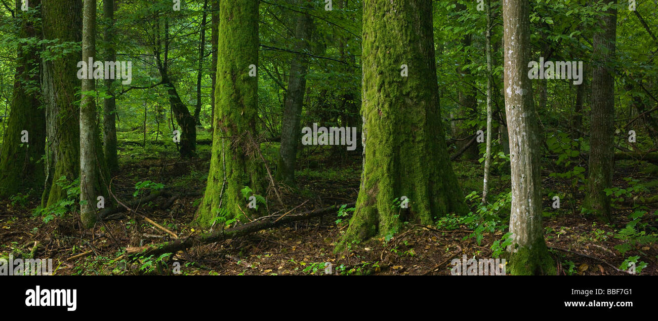 Laubwald mit alten Baum Moos eingewickelt in Vordergrund Polen Podlasie Landschaftsschutzgebiet von Białowieża Wald Stockfoto
