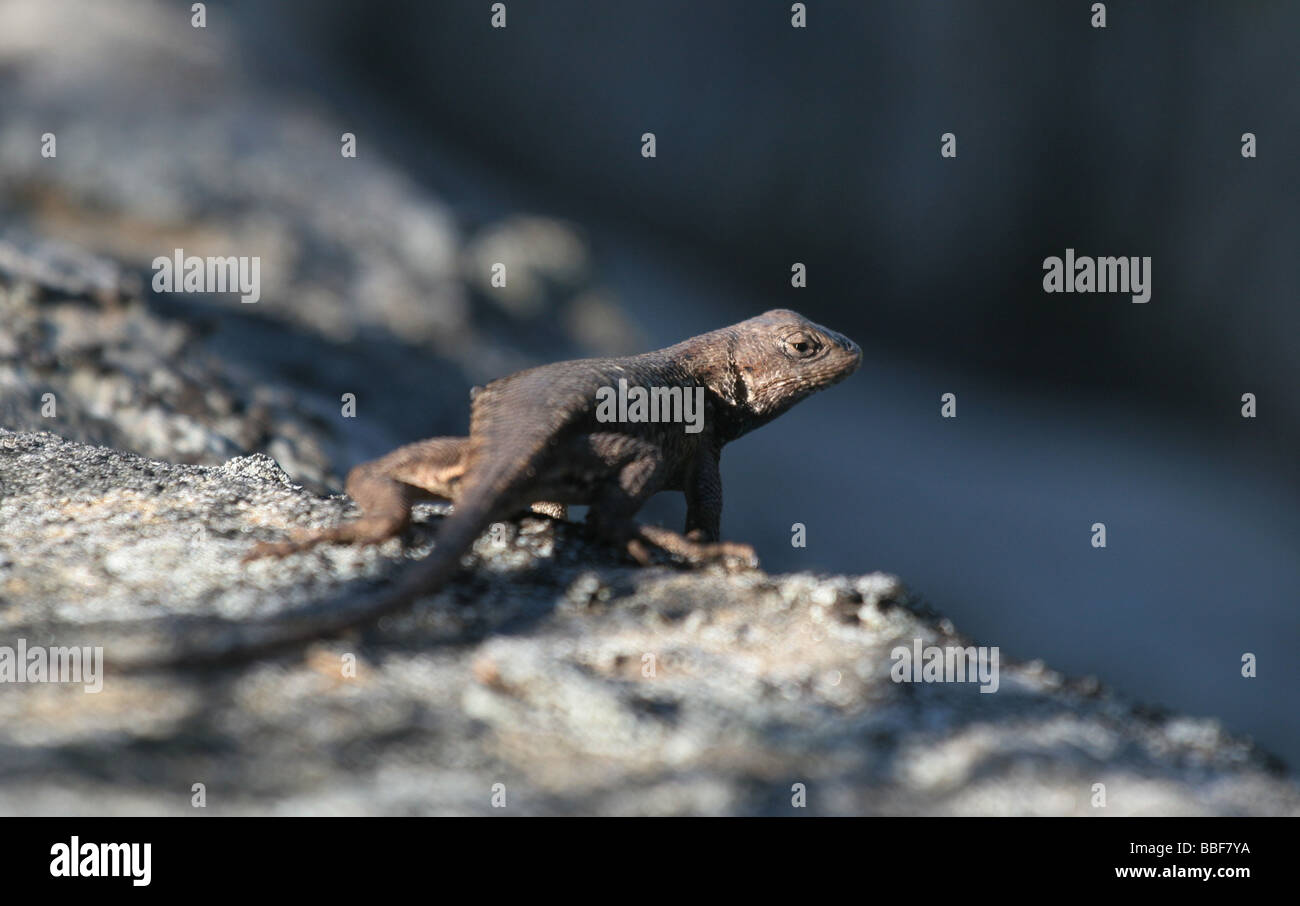 östlichen Zaun-Eidechse auf Sandstein Reptil Kentucky Klippe Felsen Flora und Fauna Stockfoto