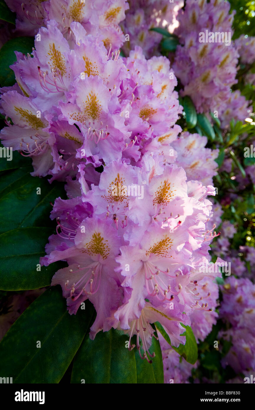 Rhododendron Stockfoto