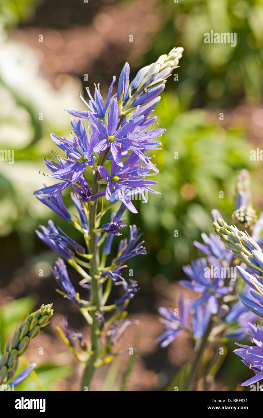 Camassia Cusickii blüht im April in Oxford Garten Stockfoto