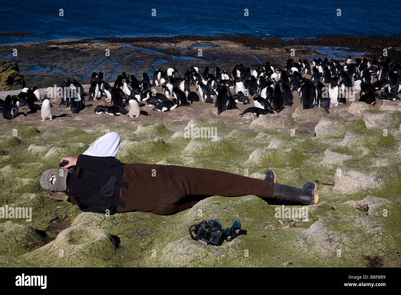Touristen fotografieren Rock Hopper Pinguine auf Bleaker Island, Falkland-Inseln Stockfoto