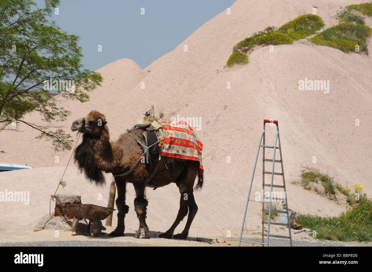 Ein Kamel auf einem Rastplatz in Kappadokien, Türkei, wo Händler Souvenirs verkaufen, wartet auf Touristen, die eine Fahrt gefallen könnte. Stockfoto