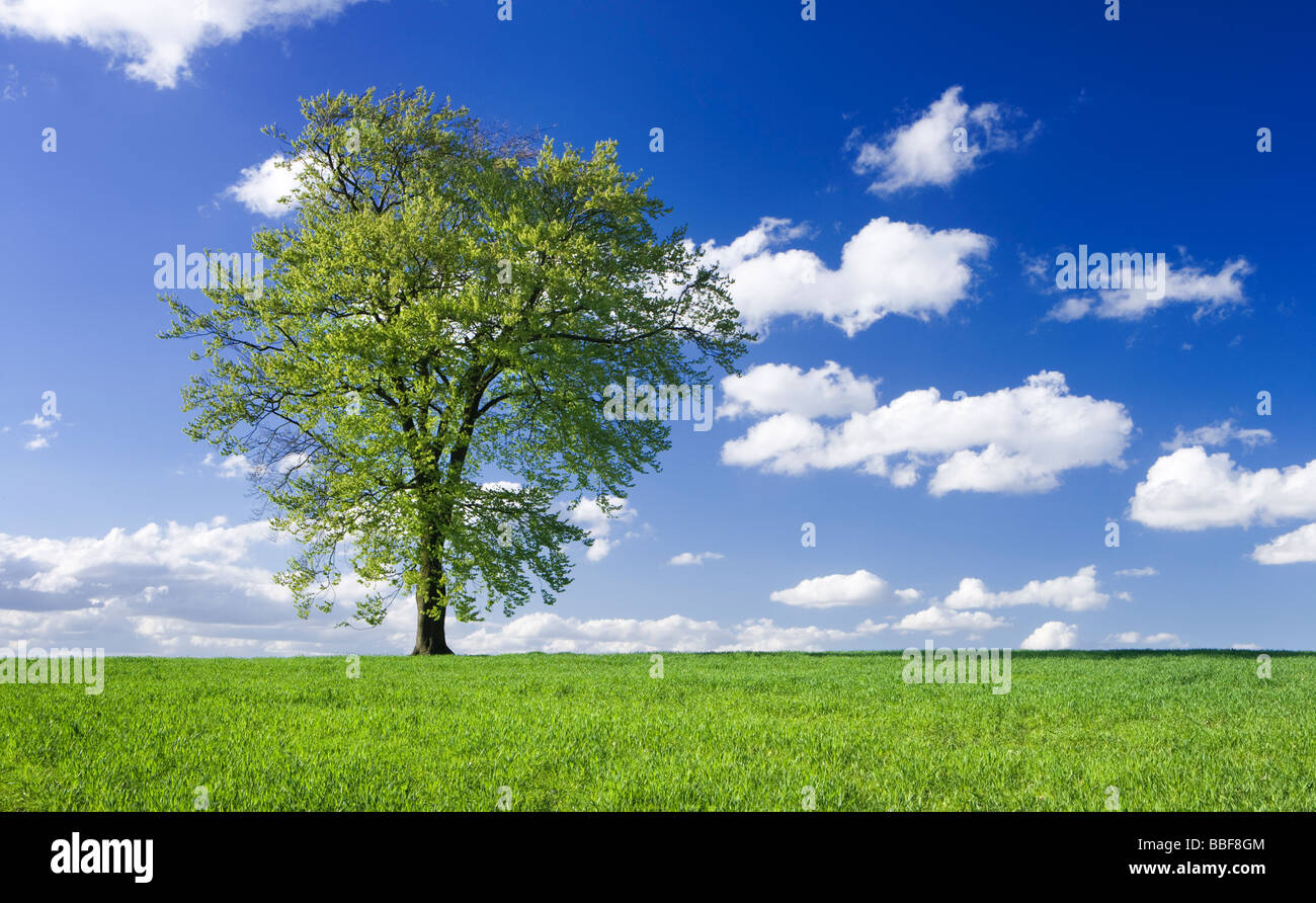 Einzigen Buche im Bereich des jungen Bestandes. VEREINIGTES KÖNIGREICH. Stockfoto