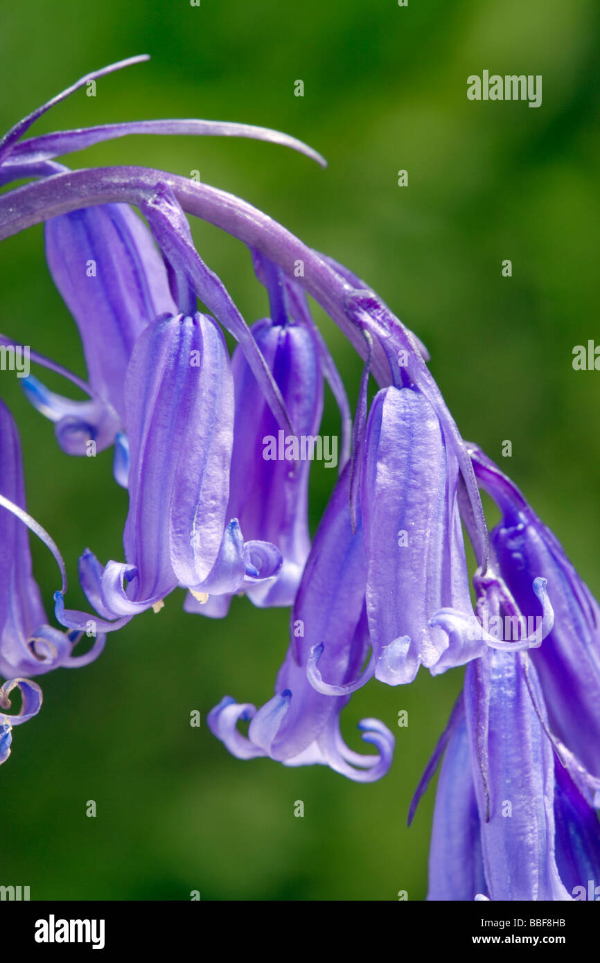 Bluebell Blumen, Hyacinthoides non-Scripta (Endymion nicht-Scriptus). VEREINIGTES KÖNIGREICH. Stockfoto