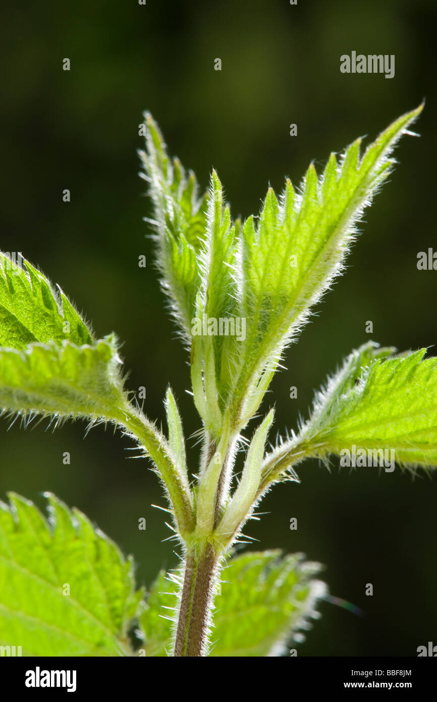 Brennnessel (Brennessel), Urtica Dioica. Brennnesselpflanzen Haare zeigen. VEREINIGTES KÖNIGREICH. Stockfoto