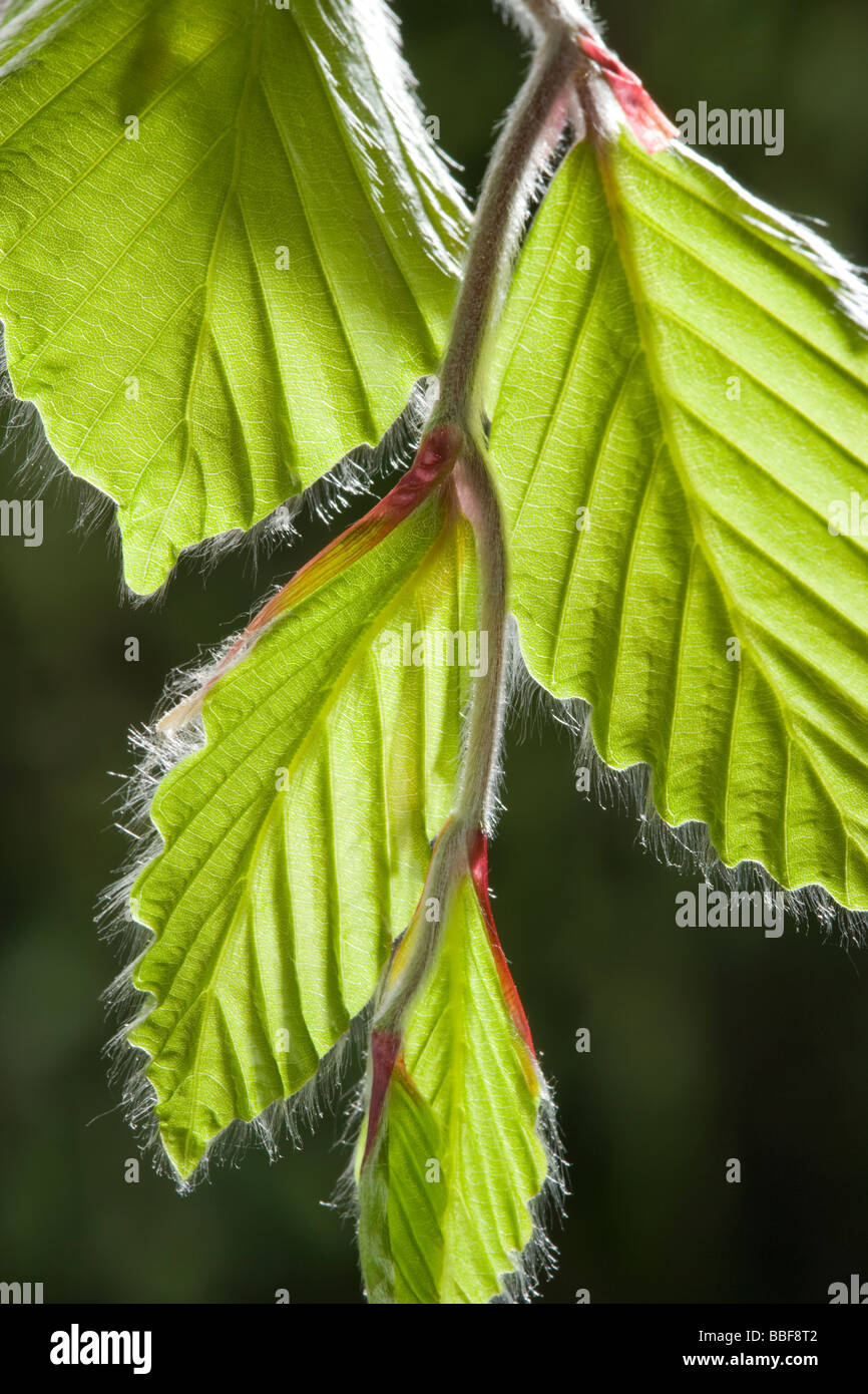 Buche Blätter im Frühjahr, Fagus Sylvatica. UK Stockfoto