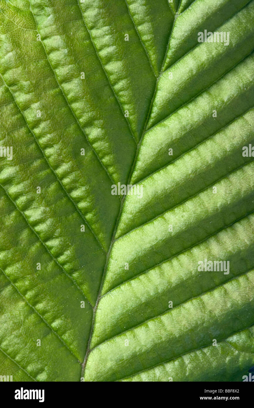 Blatt aus Hainbuche, Carpinus Betulus. VEREINIGTES KÖNIGREICH. Stockfoto