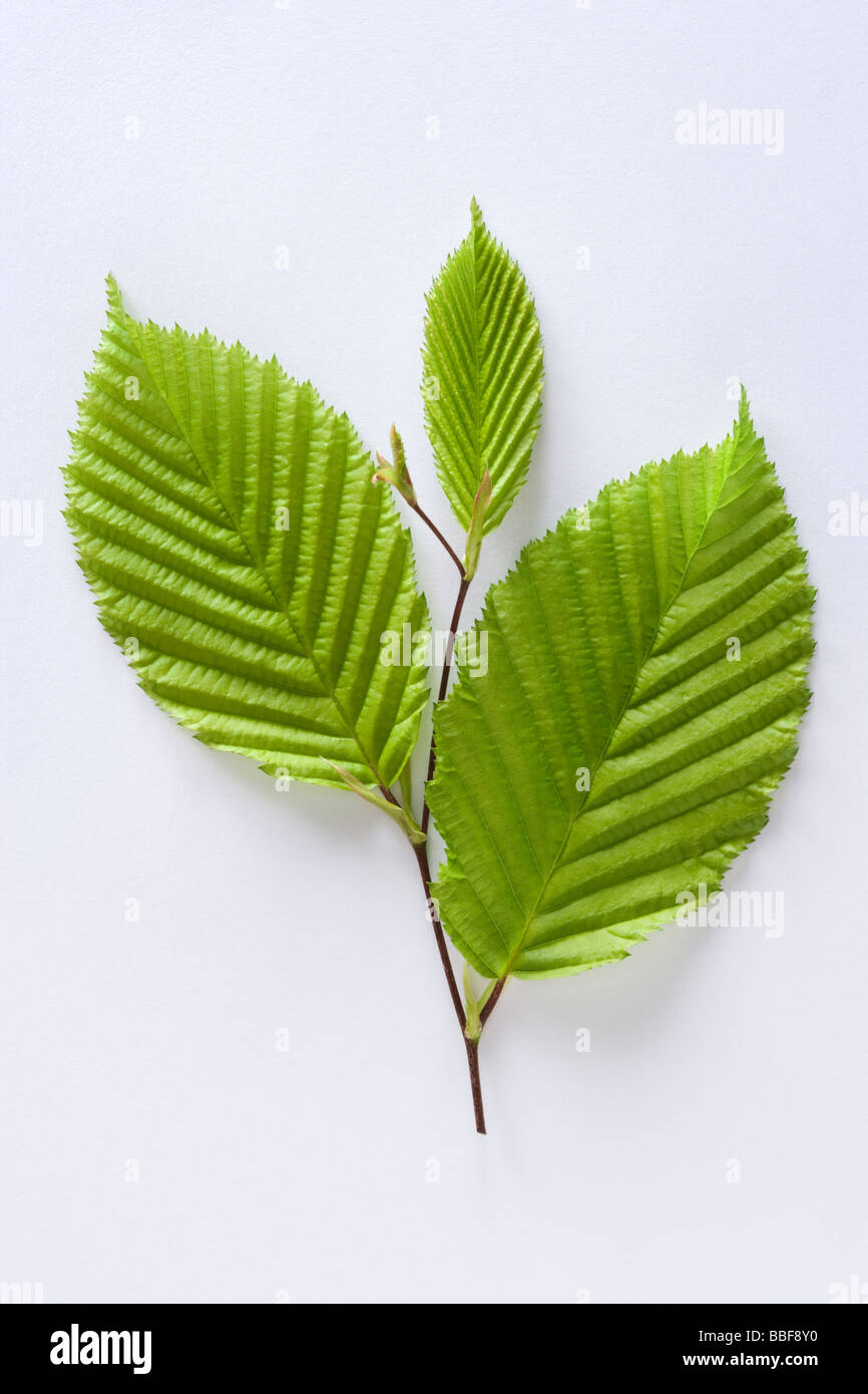 Blätter vom Baum Hainbuche, Carpinus Betulus. Stockfoto