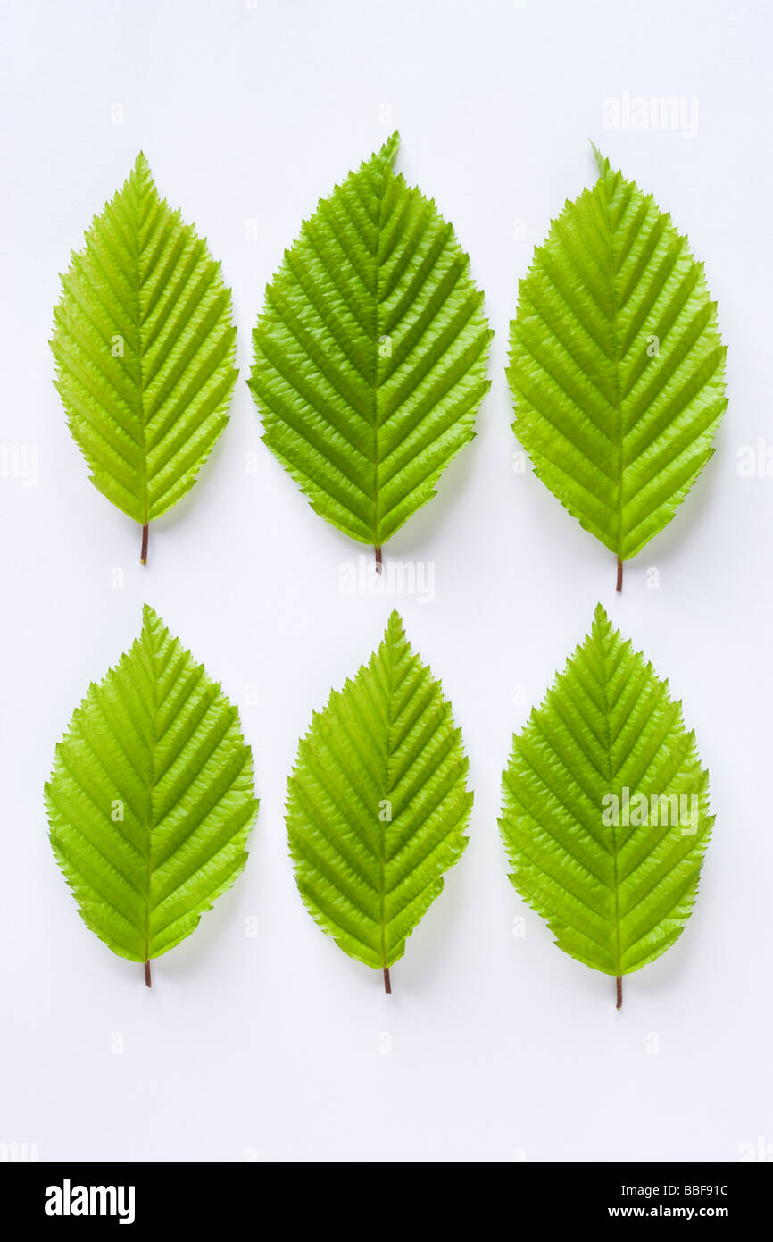 Blätter vom Baum Hainbuche, Carpinus Betulus. Stockfoto