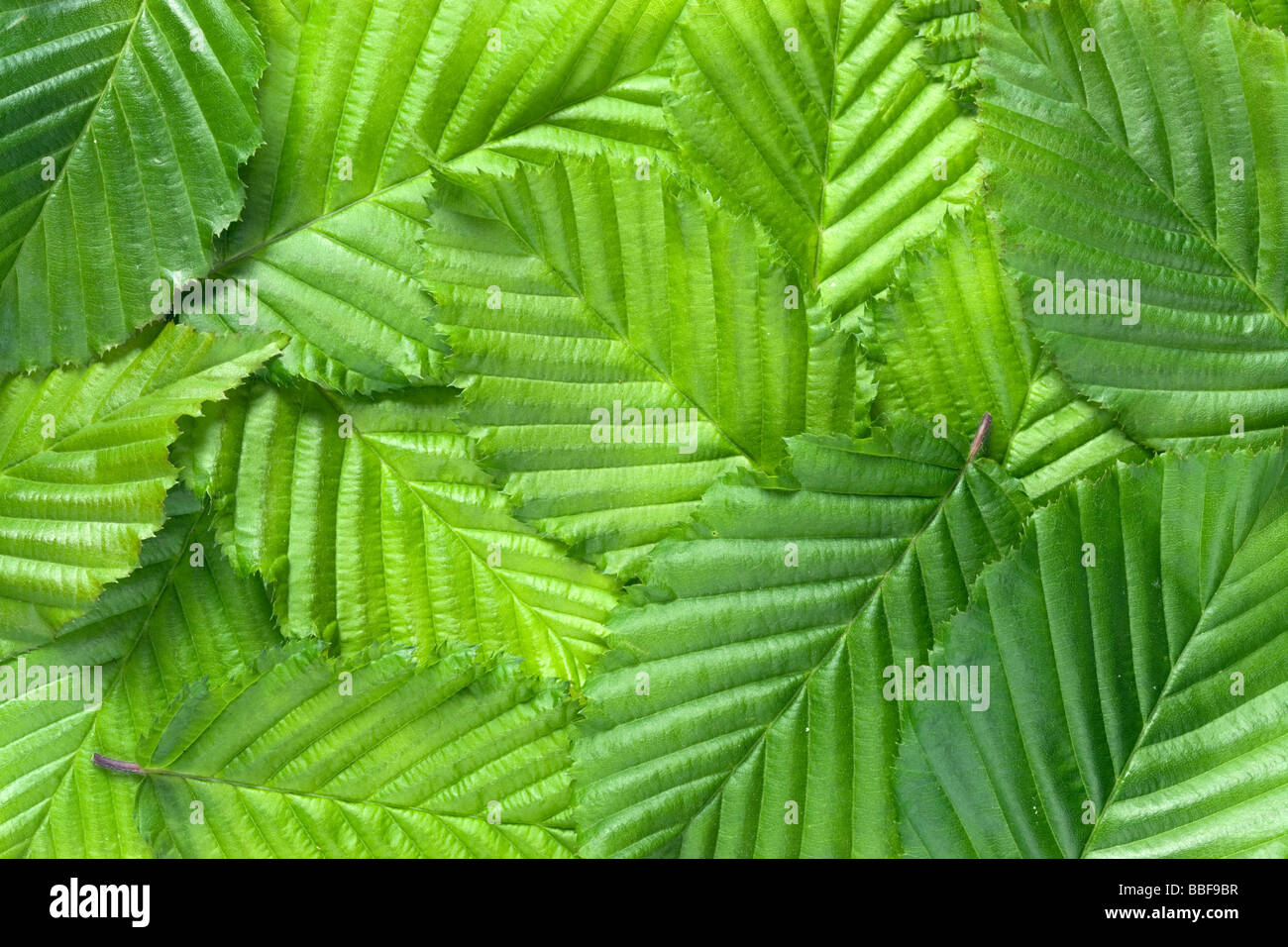 Blatt-Muster. Blätter der Hainbuche, Carpinus Betulus. Stockfoto