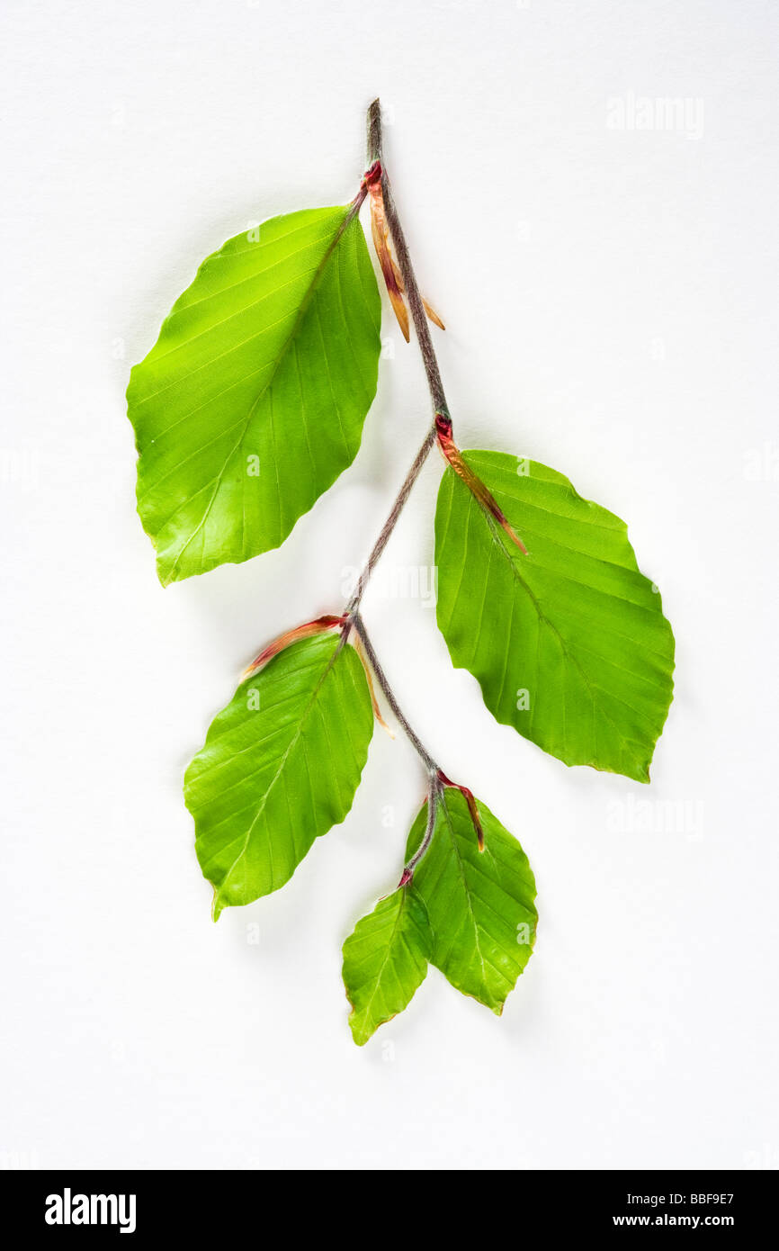Frische Buche Federblättern, Fagus Sylvatica. Stockfoto