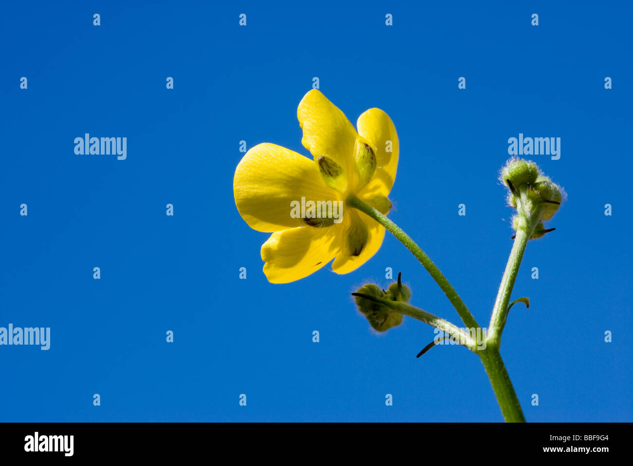 Hahnenfuß, niedrigen Winkel gegen blauen Himmel. Wiese Hahnenfuß, Ranunculus Acris. VEREINIGTES KÖNIGREICH. Stockfoto