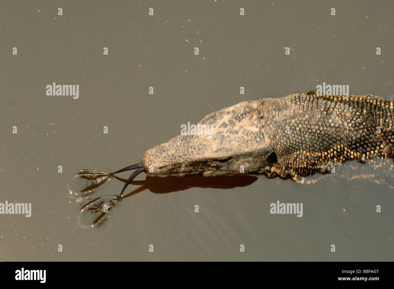 Leiter des asiatischen Wasser überwachen Varanus Salvator Schwimmen mit gespaltener Zunge verlängert Yunnan China Stockfoto