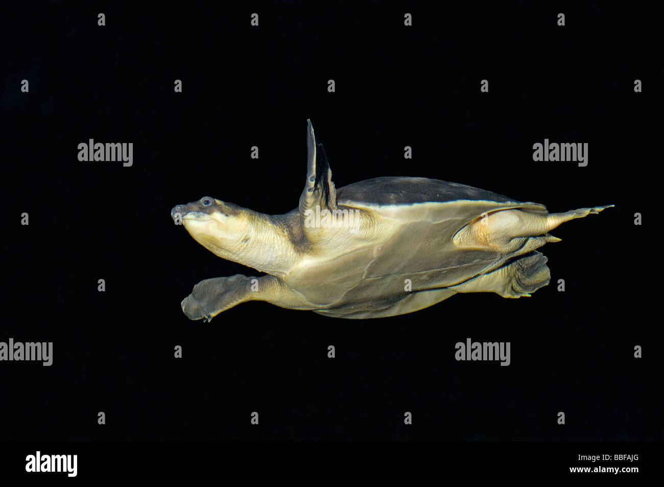 Schwein Nase Schildkröte Carettochelys Insculpta ist ein lebendes fossil Stockfoto