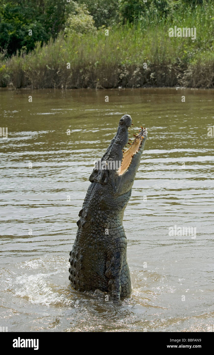 Salzwasser-Krokodil springt aus Adelaide River, Australien Stockfoto