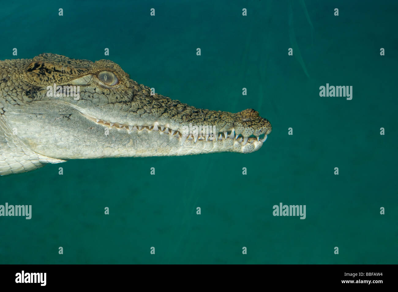 Juvenile Salzwasser-Krokodil Crocodylus Porosus unter Wasser Stockfoto