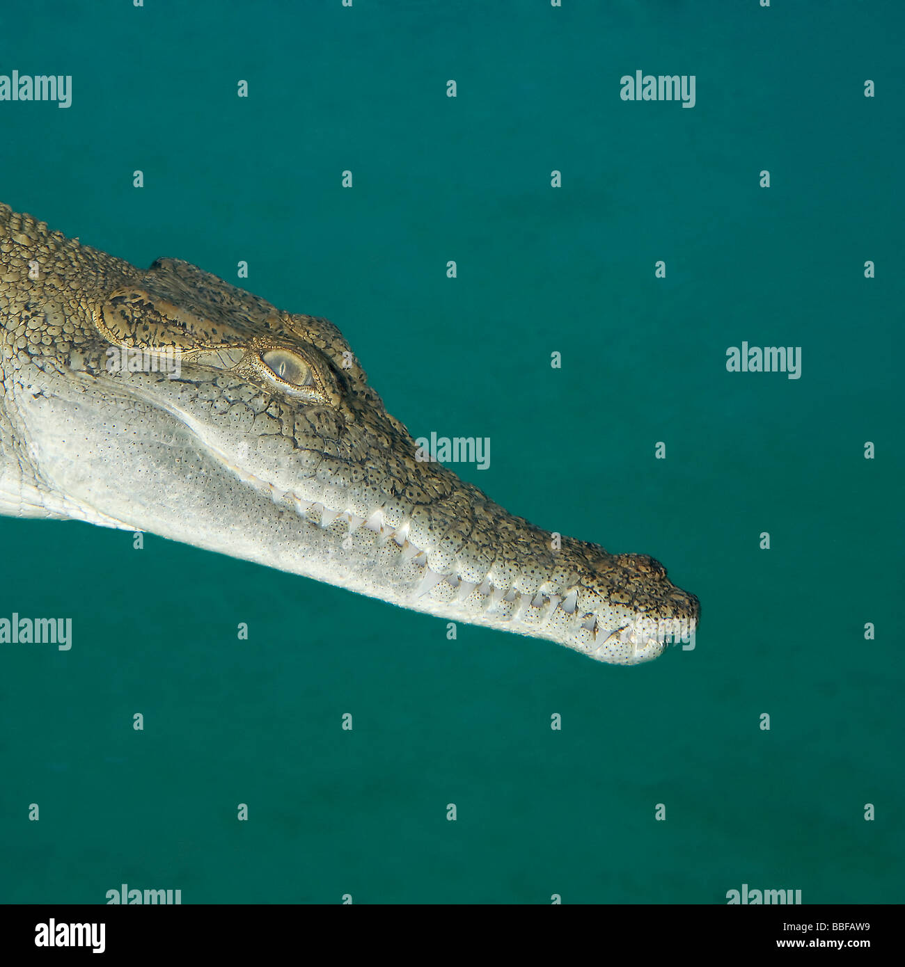 Juvenile Salzwasser-Krokodil Crocodylus Porosus unter Wasser Stockfoto